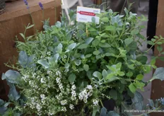 A herbmix in one pot. There are several. There are several combinations for different tastes. 